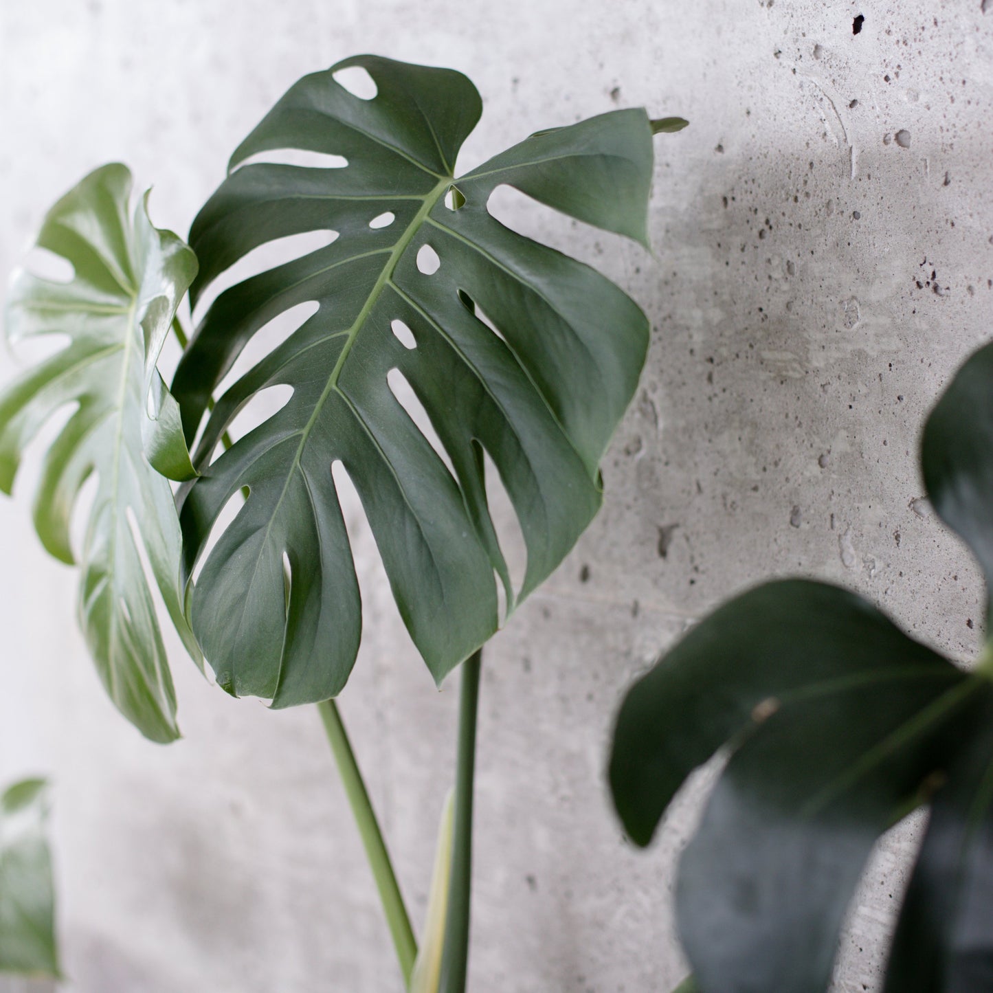 Indoor Plant Food and Atomiser Set